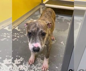 American Pit Bull Terrier-Catahoula Leopard Dog Mix Dogs for adoption in New Orleans, LA, USA