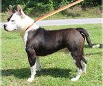 Small #3 American Pit Bull Terrier Mix