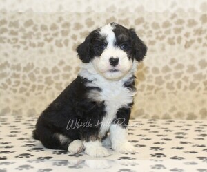 Miniature Bernedoodle Puppy for sale in DENVER, PA, USA