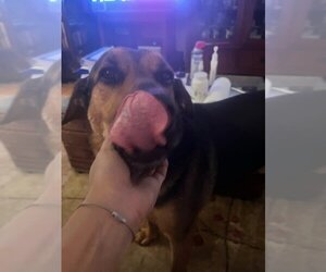 Cyrus (TX) - Male Mutt Dog for Adoption - Photo #8
