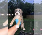 Small American Staffordshire Terrier Mix
