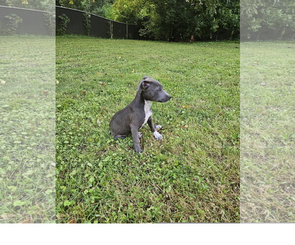 Medium Photo #2 Staffordshire Bull Terrier-Unknown Mix Puppy For Sale in Tracy City, TN, USA