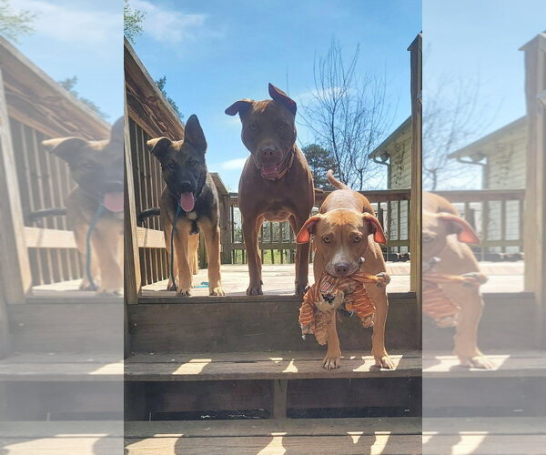 Medium Photo #3 American Staffordshire Terrier-Unknown Mix Puppy For Sale in Arlington, VA, USA