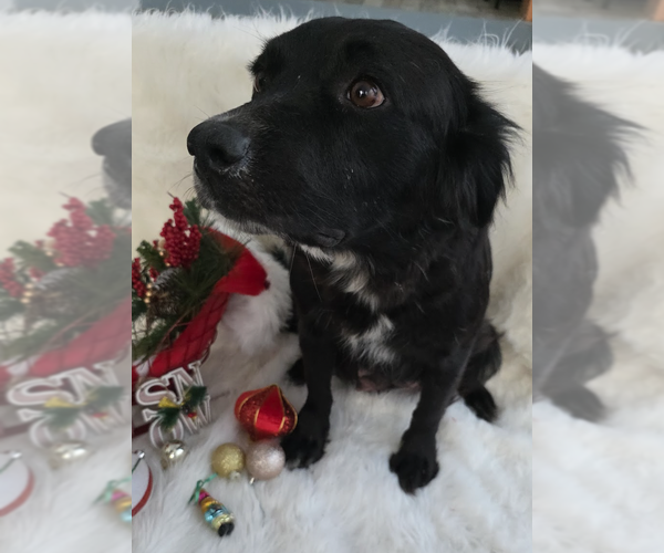 Medium Photo #4 Mutt Puppy For Sale in Brooklyn, NY, USA