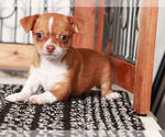 Small #3 Chihuahua