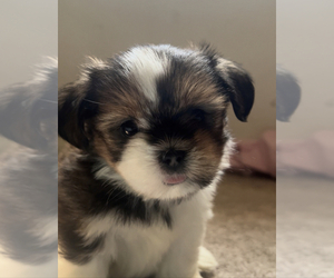 Shorkie Tzu Puppy for sale in GLEN ALLEN, VA, USA