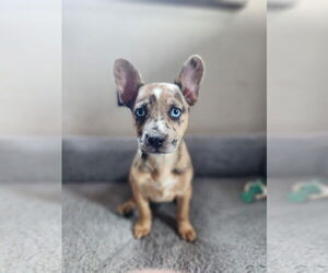 Chihuahua-Unknown Mix Dogs for adoption in New London, WI, USA