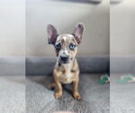 Small Chihuahua Mix