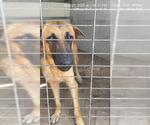 Small German Shepherd Dog Mix