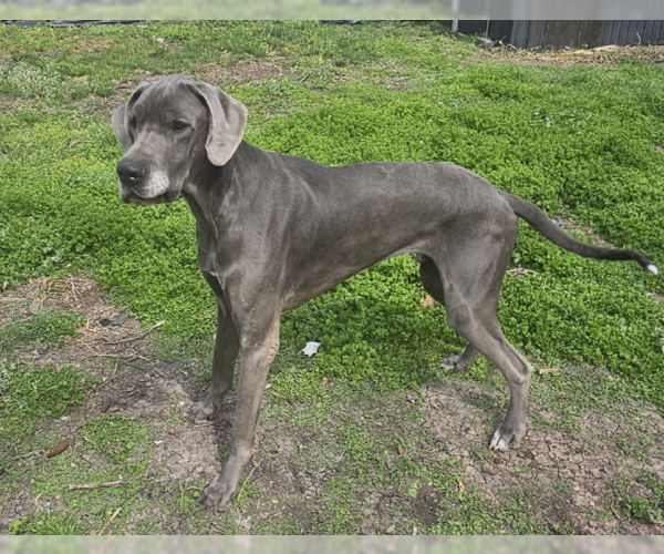 Medium Photo #2 Great Dane Puppy For Sale in McKinney, TX, USA