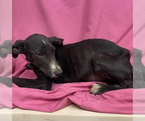 Border Collie-Unknown Mix Dogs for adoption in Modesto, CA, USA