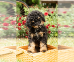 Small Photo #2 Miniature Bernedoodle Puppy For Sale in TOPEKA, IN, USA