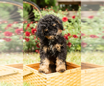 Small #1 Miniature Bernedoodle