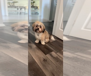 Shih Tzu Puppy for sale in STERLING HEIGHTS, MI, USA