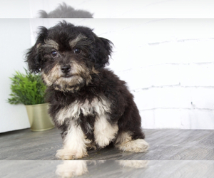 Maltipoo Puppy for sale in RED LION, PA, USA