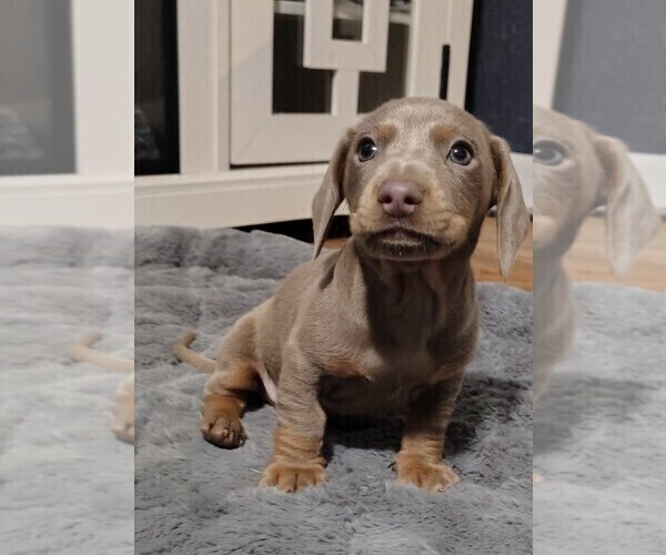 Medium Photo #6 Dachshund Puppy For Sale in BON AQUA, TN, USA