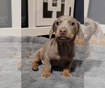 Puppy Sage Dachshund