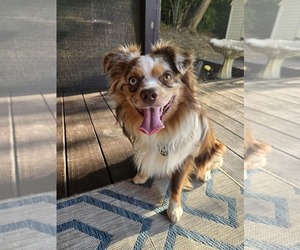 Father of the Miniature Australian Shepherd puppies born on 10/24/2025