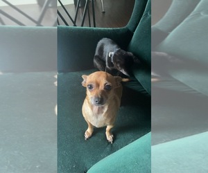 Chihuahua-Unknown Mix Dogs for adoption in ROWLETT, TX, USA