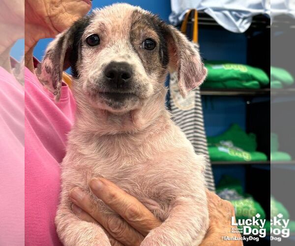 Medium Photo #4 Basset Hound-Unknown Mix Puppy For Sale in Washington, DC, USA