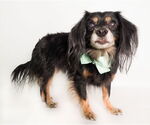 Small #3 Colonial Cocker Spaniel-Dachshund Mix