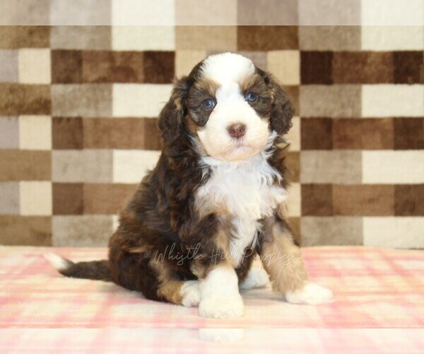Medium Photo #4 Bernedoodle (Miniature) Puppy For Sale in DENVER, PA, USA