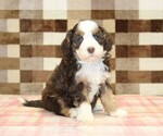 Small #3 Bernedoodle (Miniature)