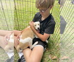 Small Retriever Mix