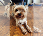 Small #1 Mutt