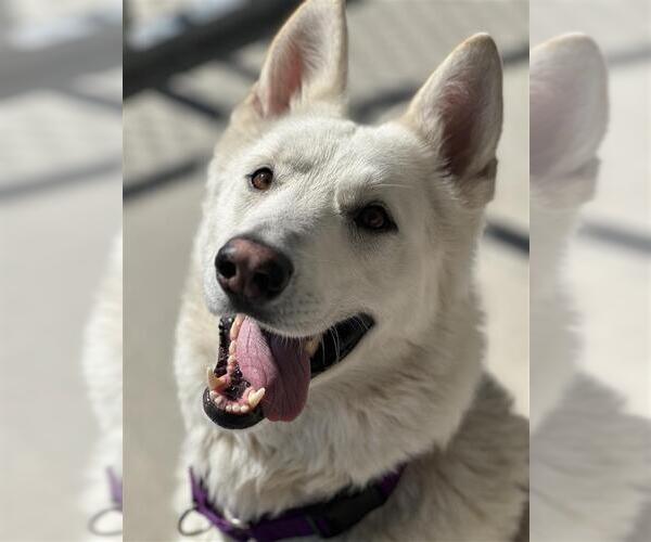 Medium Photo #5 Gerberian Shepsky Puppy For Sale in Elk Grove, CA, USA