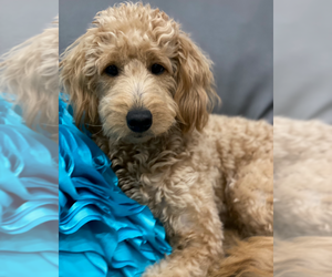 Mother of the Double Doodle puppies born on 04/19/2025