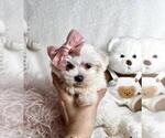 Small #4 Maltese