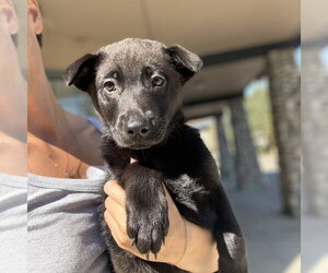 Asher - Male Borador Dog for Adoption - Photo #2