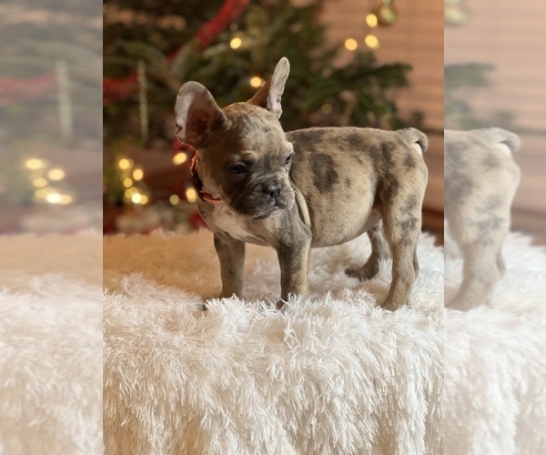 Medium Photo #22 French Bulldog Puppy For Sale in FAYETTEVILLE, GA, USA