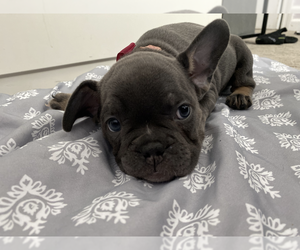 French Bulldog Puppy for sale in SANTA BARBARA, CA, USA