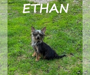 YorkiePoo Puppy for sale in HARTLAND, MN, USA