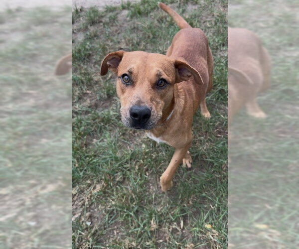 Medium Photo #2 Black Mouth Cur-Unknown Mix Puppy For Sale in Conroe, TX, USA