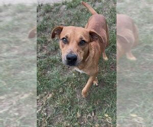 LENNY - Male Black Mouth Cur-Unknown Mix Dog for Adoption - Photo #2