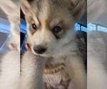 Puppy Brownie Siberian Husky