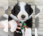 Small Australian Shepherd