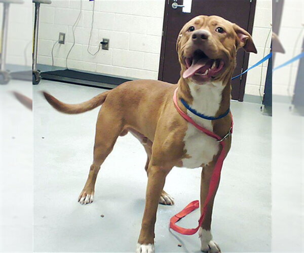 Medium Photo #1 Mutt Puppy For Sale in Fayetteville, NC, USA