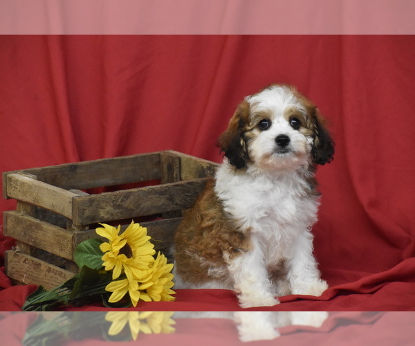 Medium Photo #5 Cavachon Puppy For Sale in ELDORADO, OH, USA