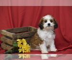 Small #4 Cavachon