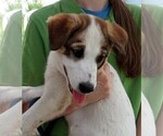 Small #7 German Shepherd Dog-Siberian Husky Mix