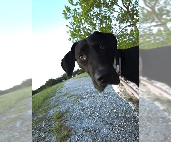Medium Photo #2 Pointer Puppy For Sale in Waco, TX, USA