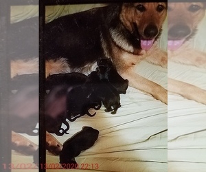 Mother of the German Shepherd Dog puppies born on 01/04/2020