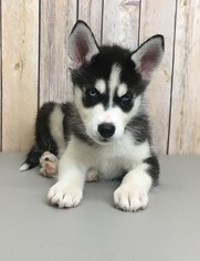 Siberian Husky Puppy for sale in PORTSMOUTH, OH, USA