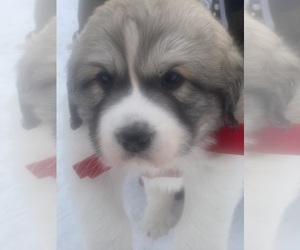 Great Pyrenees Puppy for sale in STAPLES, MN, USA