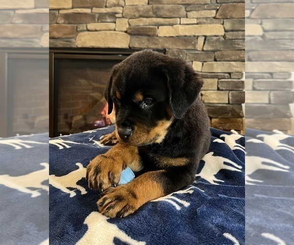 Medium Photo #9 Rottweiler Puppy For Sale in NOBLESVILLE, IN, USA