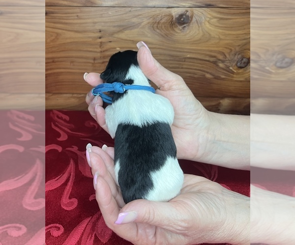Medium Photo #9 Schnauzer (Miniature) Puppy For Sale in BIG CABIN, OK, USA